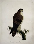 1785 John Latham - Synopsis Eagle Hand Coloured Engraving Ornithology. Fixed Price $169.74.