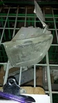 Passenger Corner/park Light Fog-driving Bumper Mounted Fits 00-02 Nubira 165346. Fixed Price $54.64.